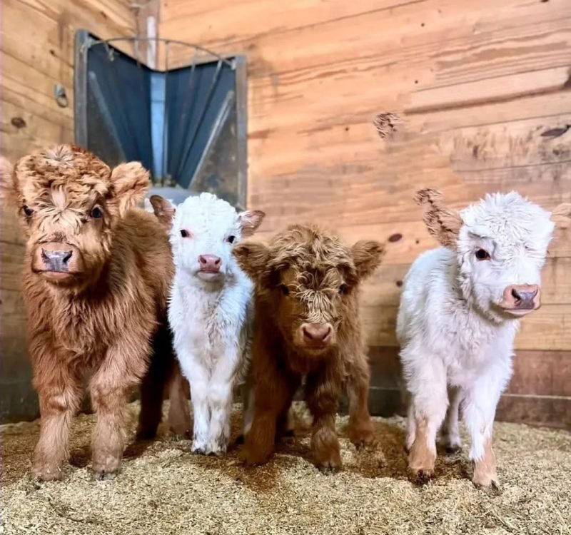 teacup mini highlands for sale